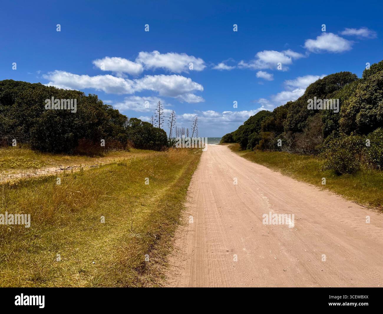 Ländliche Feldstraße, die sich durch die Landschaft mit grünen Bäumen und blauem Himmel erstreckt. Stockfoto
