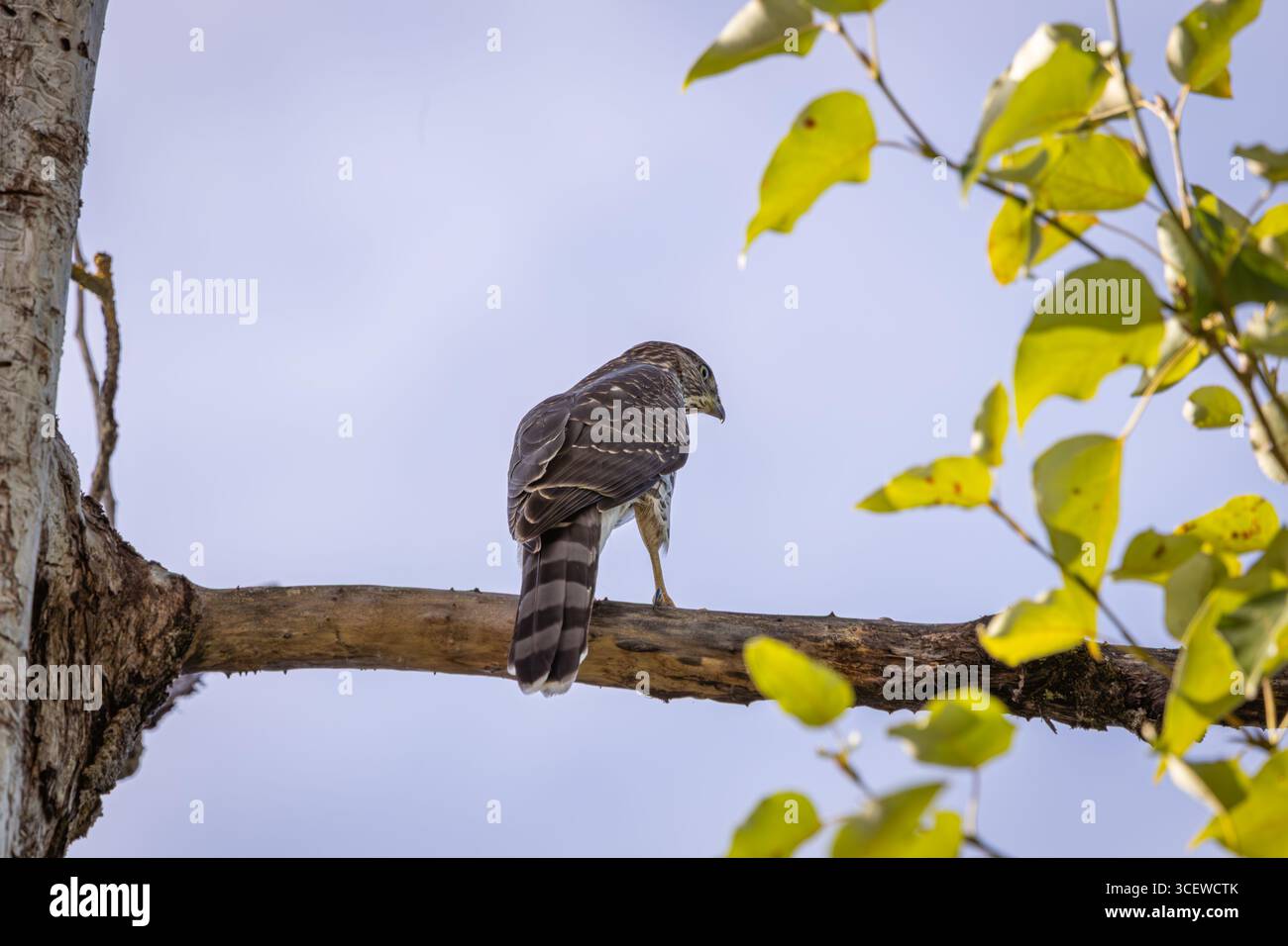 Ein Cooper's Falke oben in einem Baumzweig Stockfoto