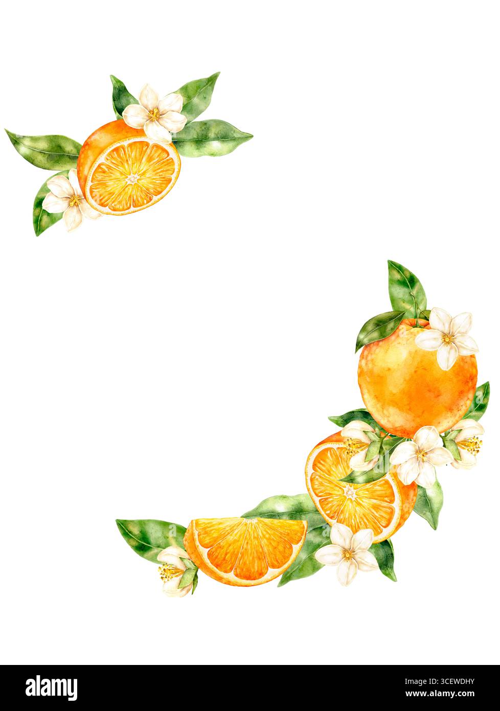 Halbfarbener Kränz mit Orangen, Blättern und Blüten auf weißem Hintergrund. Frisches Zitrusdesign im rustikalen Stil, perfekt für Hochzeitseinladungen, Su Stockfoto