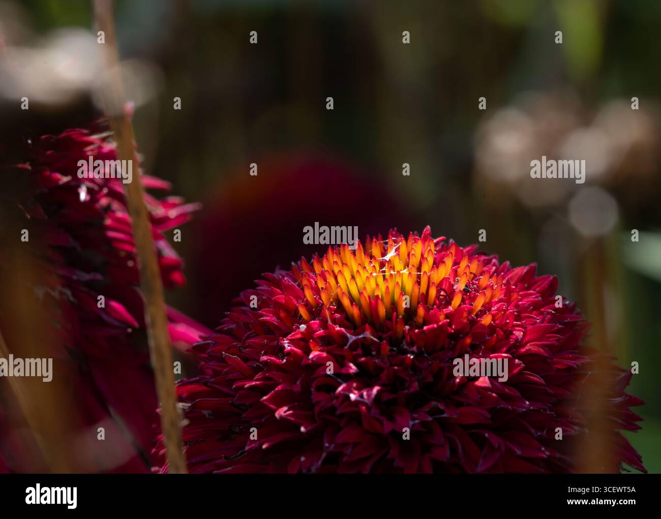 Sonnendurchflutetes Makro einer purpurroten Blüte in einem Garten Stockfoto