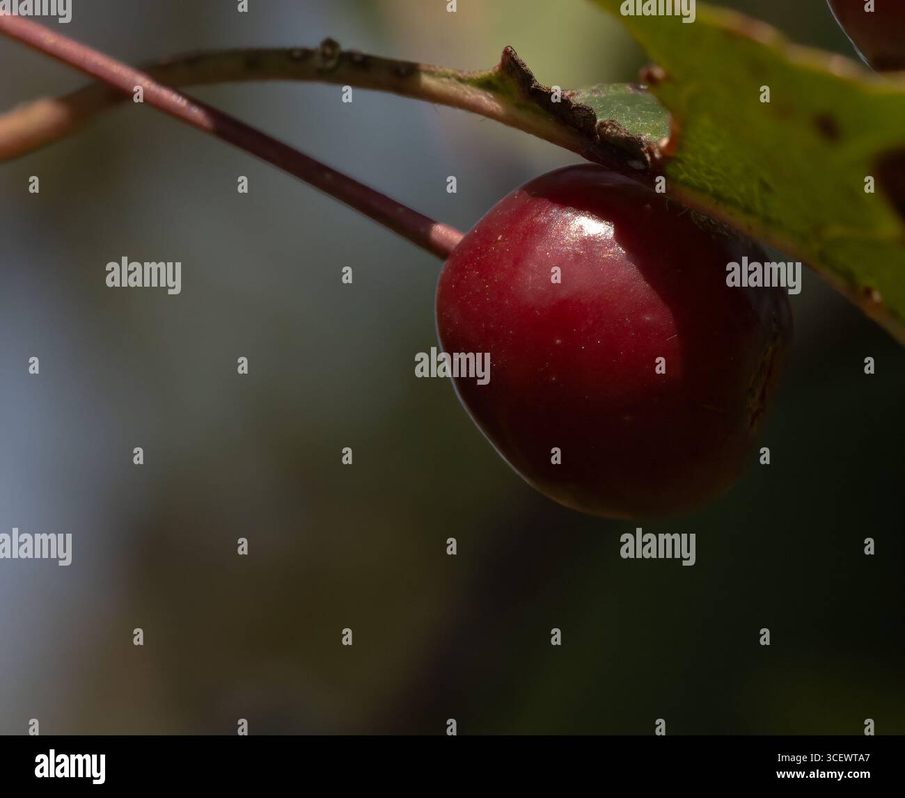 Nahaufnahme einer sonnendurchfluteten Choke-Kirsche an einem Stiel Stockfoto