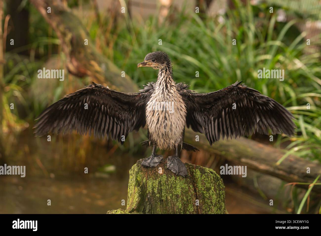 Großer Kormoran (Phalacrocorax carbo) mit Flügeln ausgebreitete Trockenfedern auf moosigem Baumstamm am Wasser, detaillierte Nahaufnahmen von Wildvögeln Stockfoto