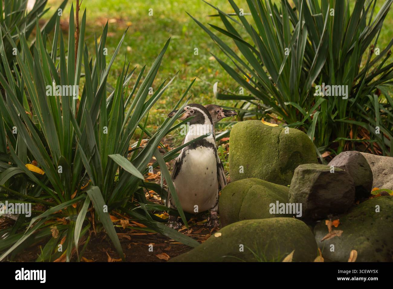 Humboldt-Pinguin (Spheniscus humboldti) Nahaufnahme in naturalistischem Zoo-Lebensraum mit grünen Pflanzen und moosigen Felsen, Tierporträt Stockfoto