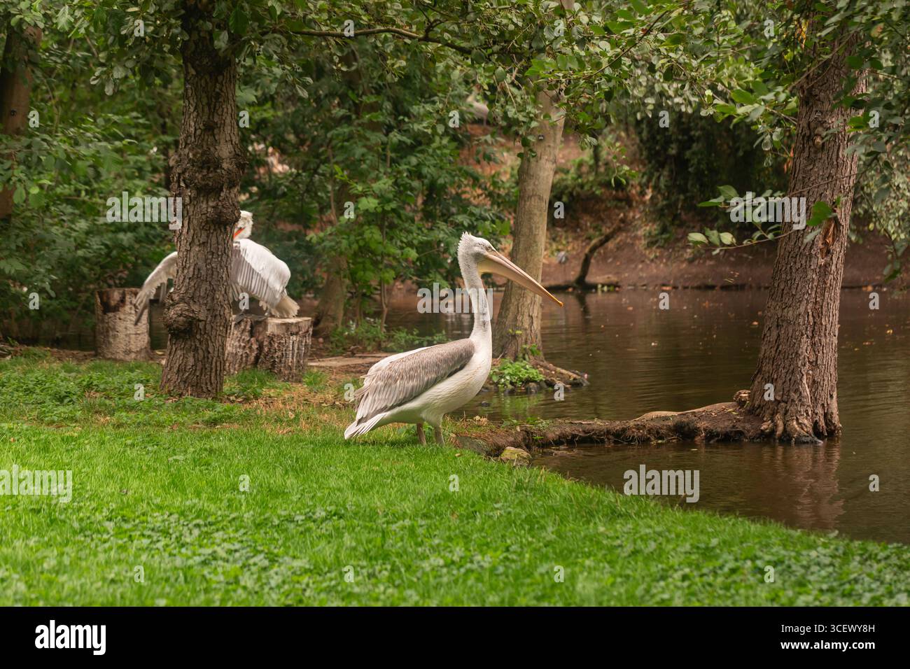 Großer weißer Pelikan (Pelecanus onocrotalus) auf grasbewachsenem Teich im Waldpark, Seitenprofil, natürliches Licht, Sommerwild, aufgenommen mit Kopierraum Stockfoto