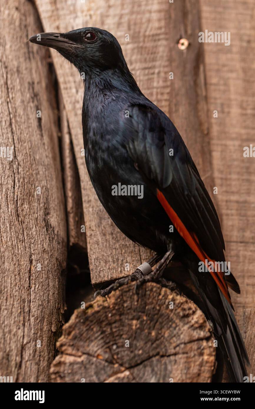 Nahaufnahme des Rotflügelsterns Onychognathus morio auf Holzstamm mit orangefarbenem Flügelfleck, geringer Schärfentiefe und Bokeh, natürliches Lichtporträt Stockfoto