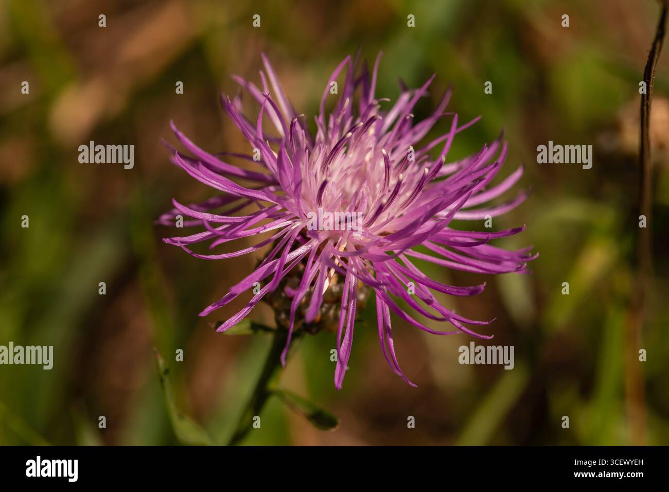 Makronaht der blühenden violetten Knabenkraut-Blume Centaurea jacea auf Sommerwiese mit geringer Feldetiefe, Tschechien Stockfoto