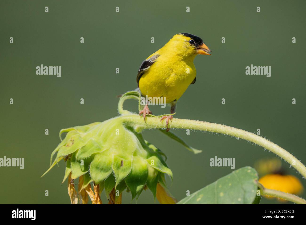 Hellgelber männlicher amerikanischer Goldfink (Spinus tristis), der auf Sonnenblumen im Sommergarten thront Stockfoto