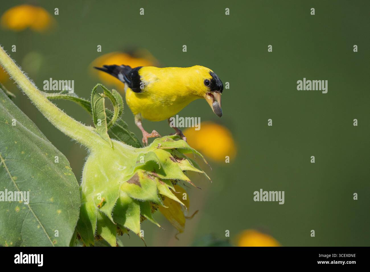 Leuchtend gelber männlicher amerikanischer Goldfinch (Spinus tristis) auf Sonnenblume mit Samen im Schnabel. Stockfoto
