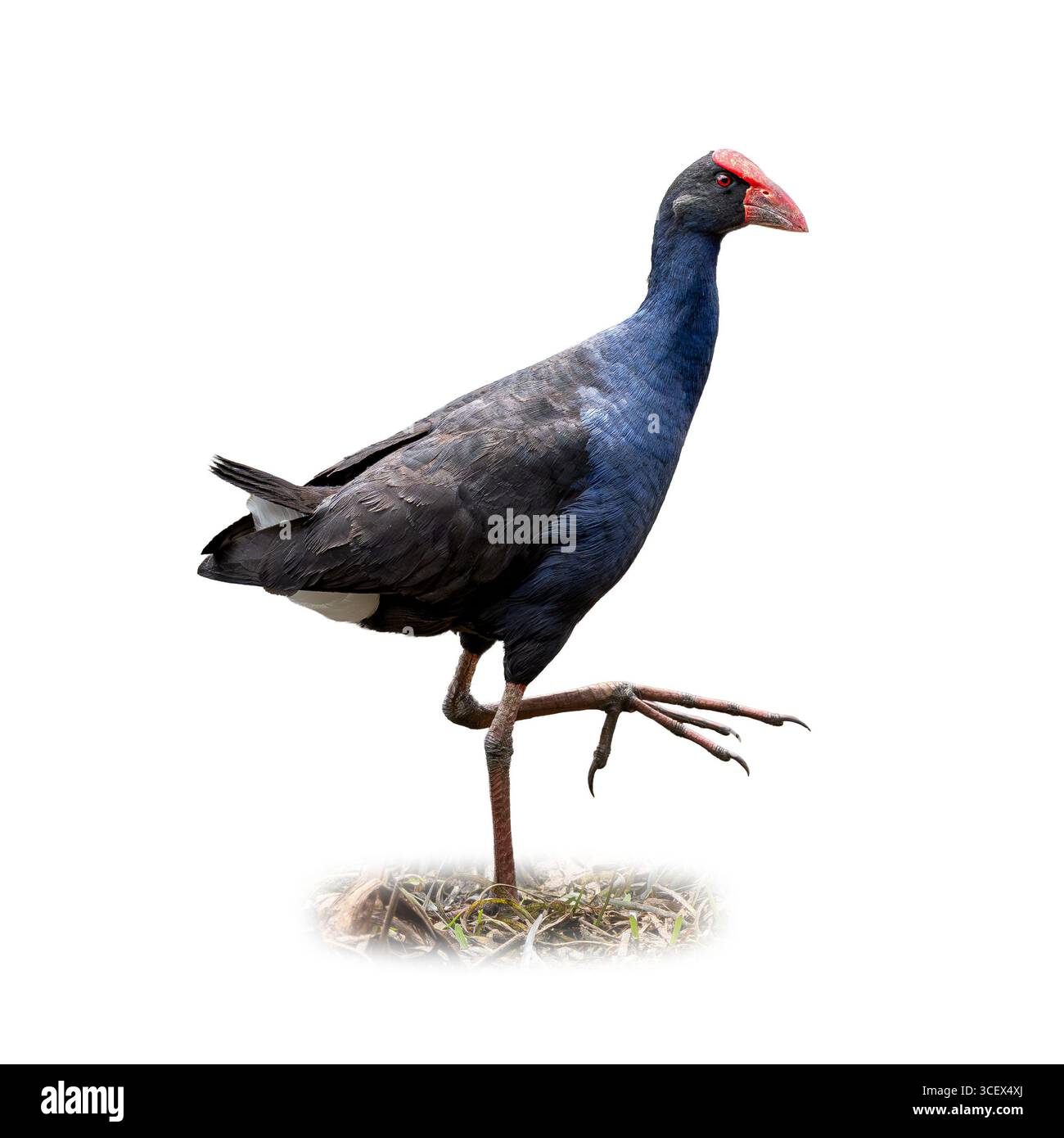 Nahaufnahme eines markanten australischen Sumpfs mit bunten Federn, rotem Gesichtsschild und starken Beinen während der Nahrungssuche im Grasland. Stockfoto