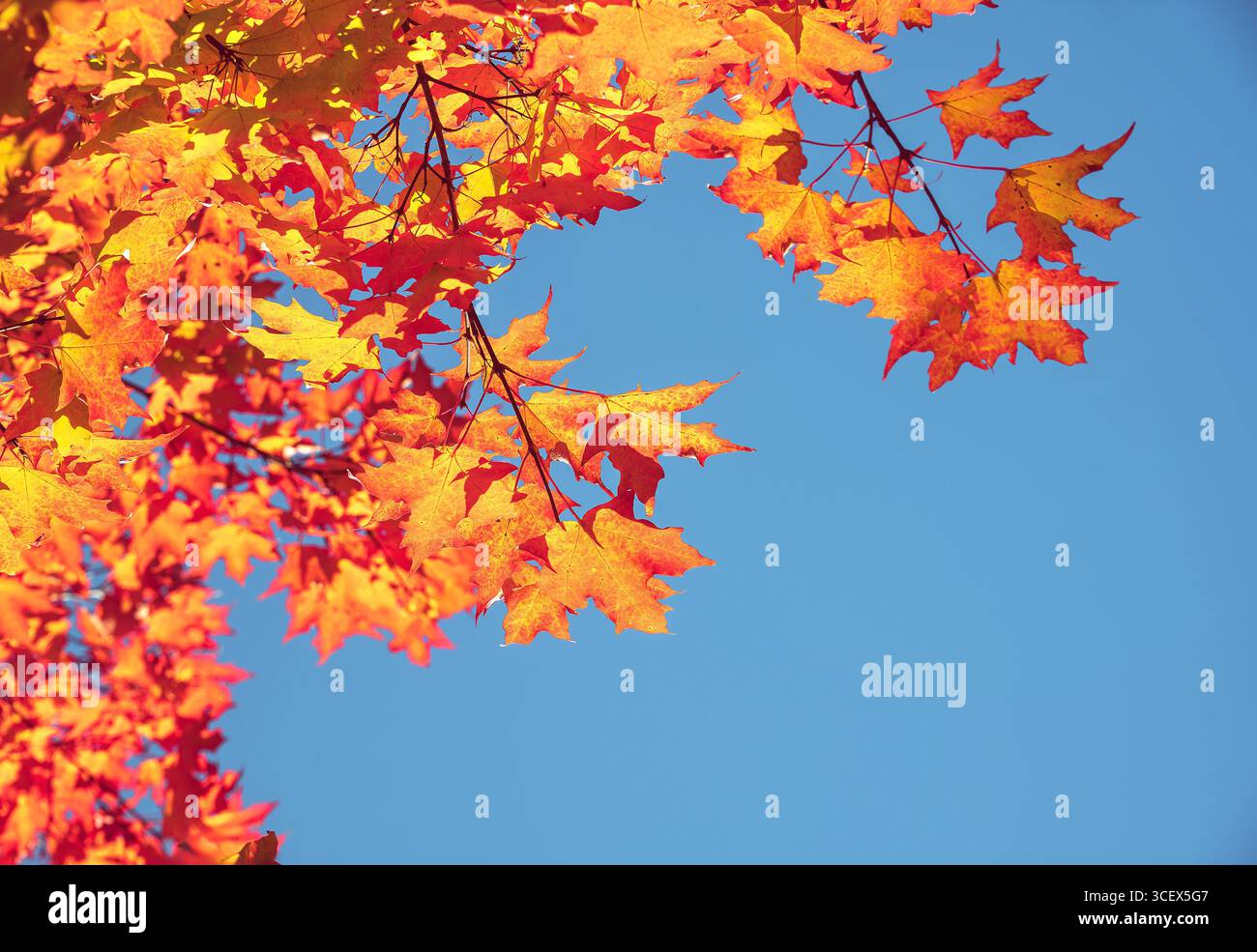 Nahaufnahme eines Ahornbaums mit goldroten, orangen Herbstlaub vor blauem Himmel an einem sonnigen Herbsttag. Herbst Natur Hintergrund mit Polizisten Stockfoto