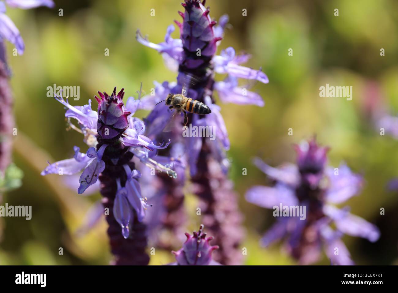 Nahaufnahme einer wunderschönen kleinen Biene (Merops pusillus), die zwischen atemberaubenden Hummerblumen (Plectranthus neochilus) in Kapstadt, Südafrika, fliegt. Stockfoto
