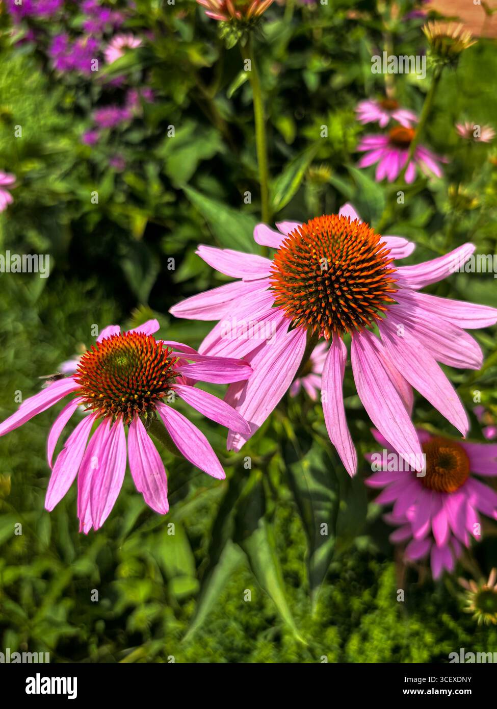 Nahaufnahme von Echinacea Flowers in Bloom Stockfoto