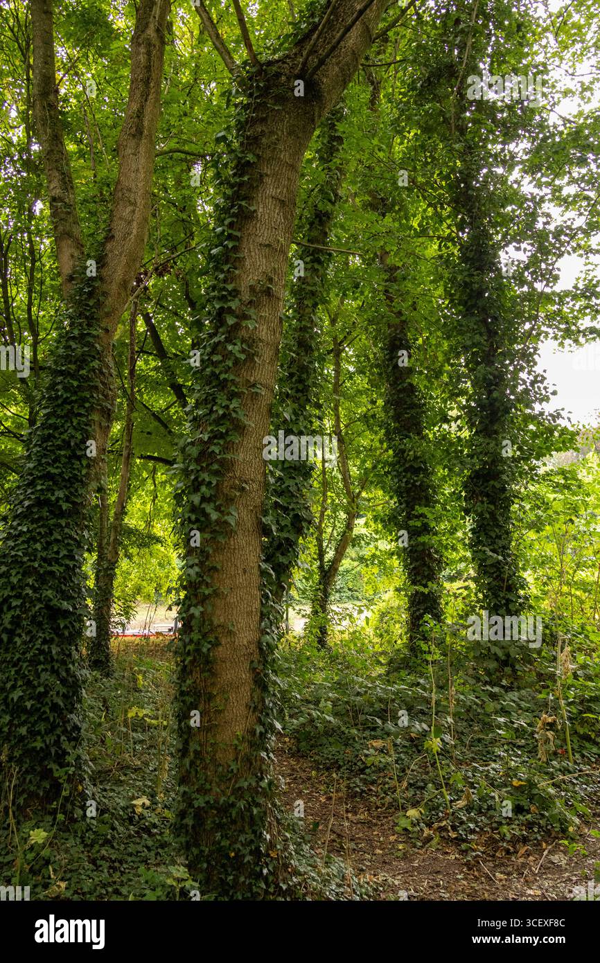 Blick auf hohe Waldbäume mit Efeu, die im Sommer von üppig grünem Laub umgeben sind Stockfoto