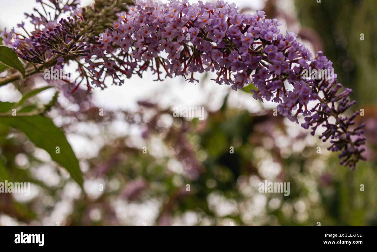 Detaillierte Nahaufnahme von Buddleja, oder Schmetterlingsbusch, in Blüte mit violetten Blüten. Eine beliebte Zierpflanze, die Bienen, Schmetterlinge und andere anzieht Stockfoto