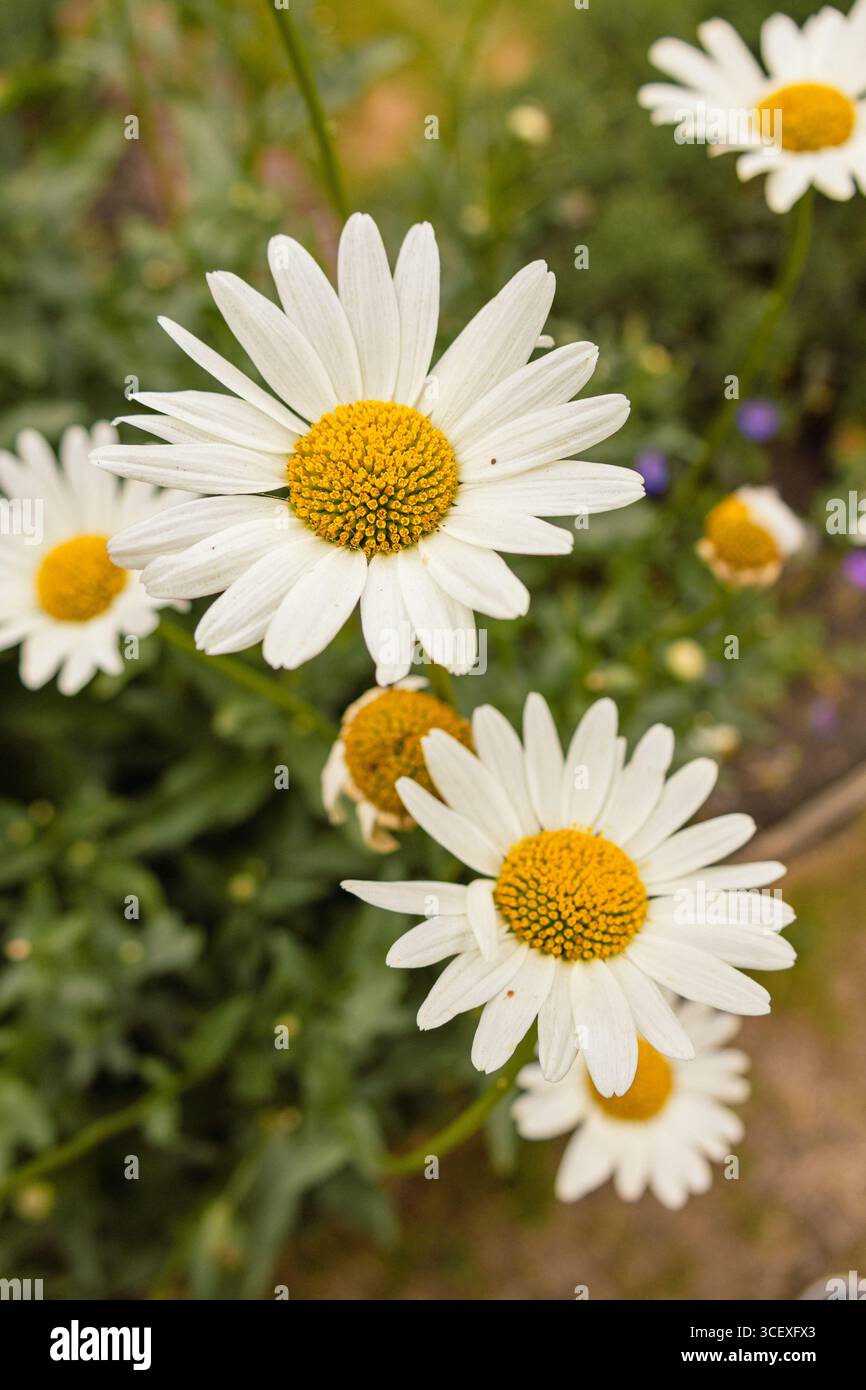 Nahaufnahme frischer weißer Gänseblümchen mit gelben Zentren, die im Sommer in einem Garten wachsen Stockfoto