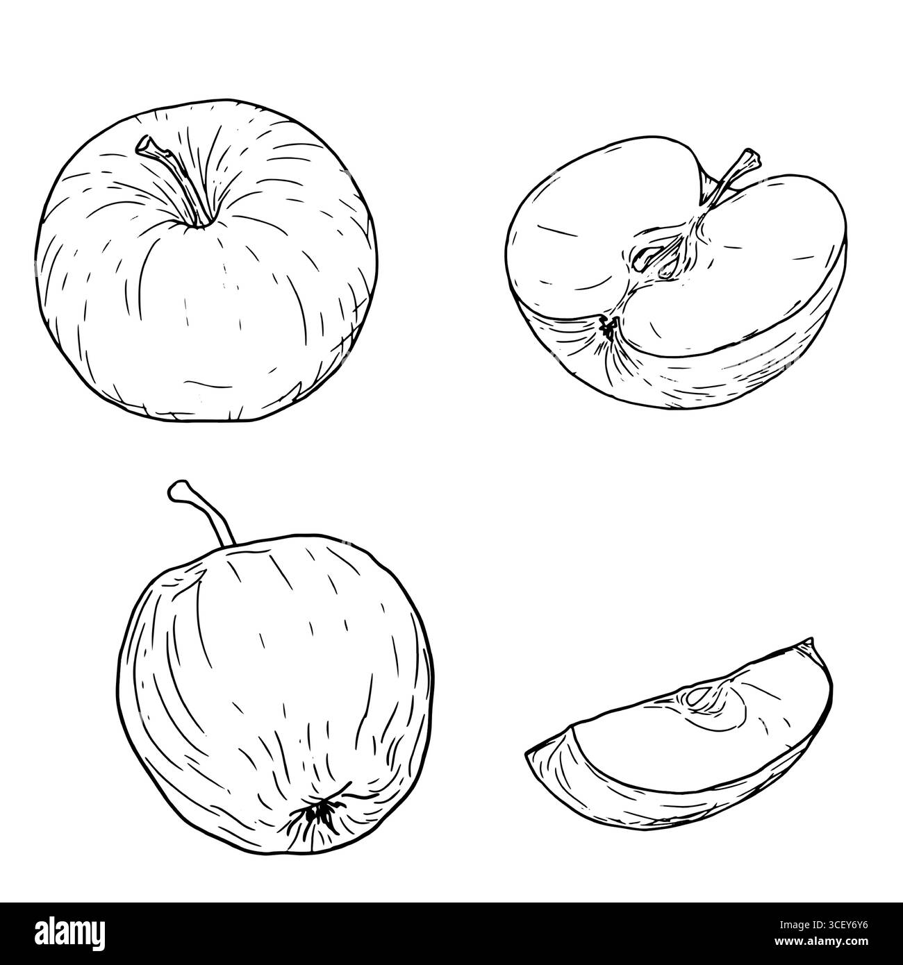 Äpfel auf Zweig mit Blättern, schwarz-weiße Skizze. Vektorabbildung. Früchte auf Apfelbaumzweig, Silhouetten isoliert auf weiß Stock Vektor