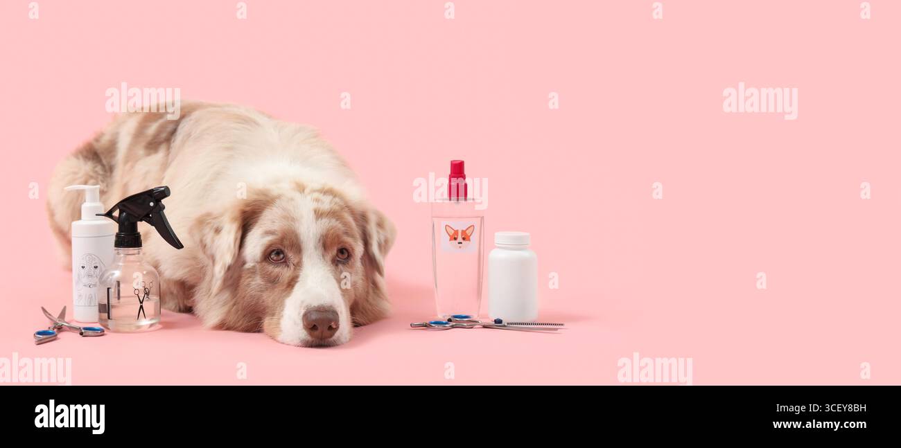 Niedliche Hunde- und Pflegezubehör auf rosa Hintergrund mit Platz für Text Stockfoto