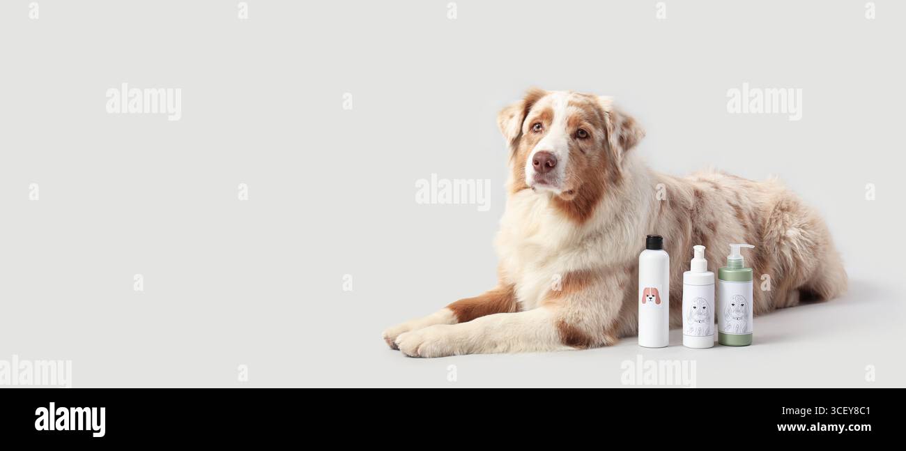 Australischer Schäferhund und Pflegevorräte auf hellem Hintergrund mit Platz für Text Stockfoto