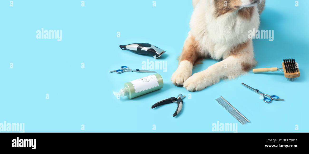 Niedlicher Hund und Pflegezubehör auf blauem Hintergrund mit Platz für Text, Nahaufnahme Stockfoto