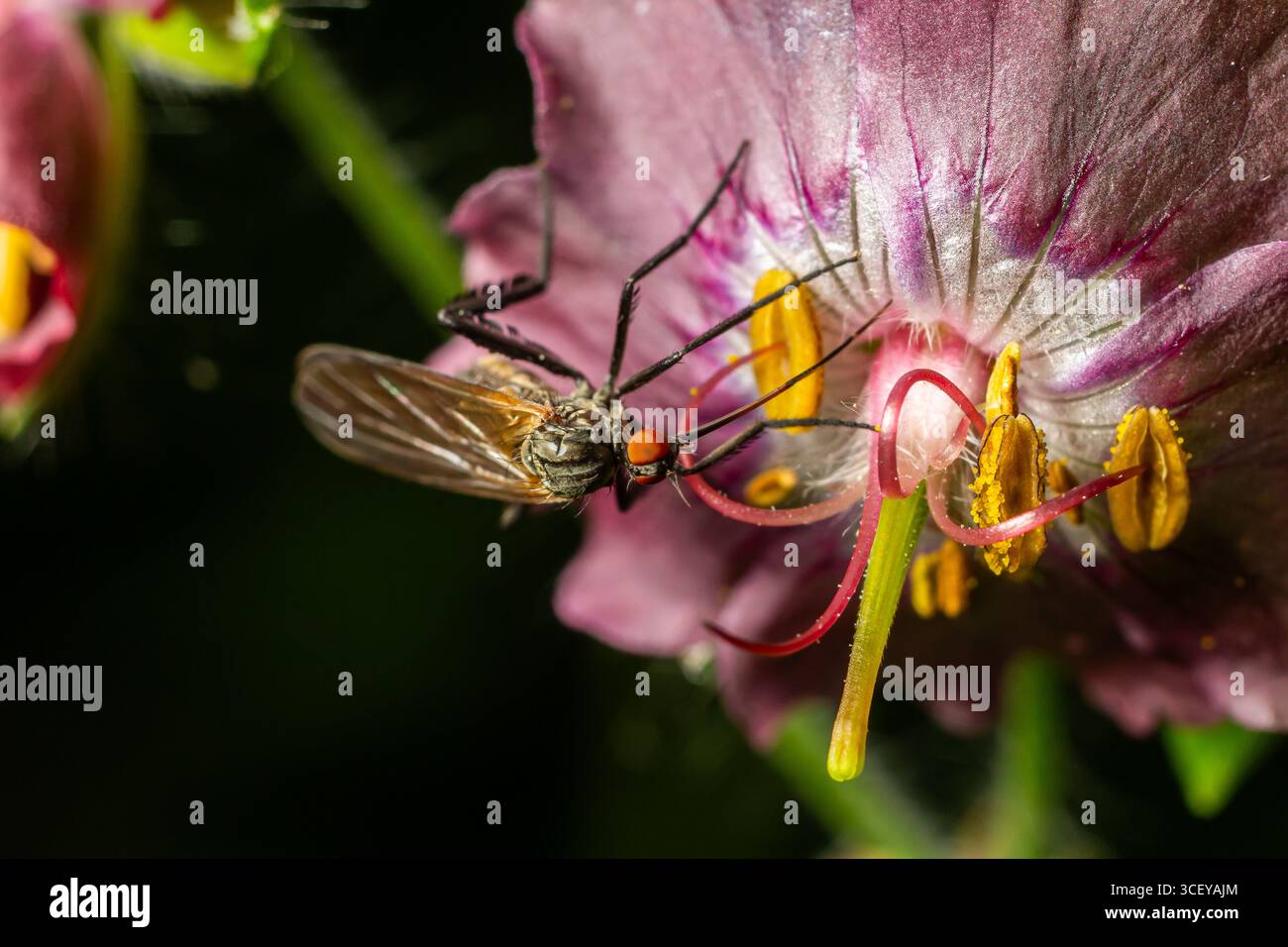 Ein Empis spp Raubfliege wird beobachtet, wie sie im späten Frühjahr in einem üppigen Garten Nektar aus einer bunten Blume extrahiert und ihr Fütterungsverhalten zeigt. Stockfoto
