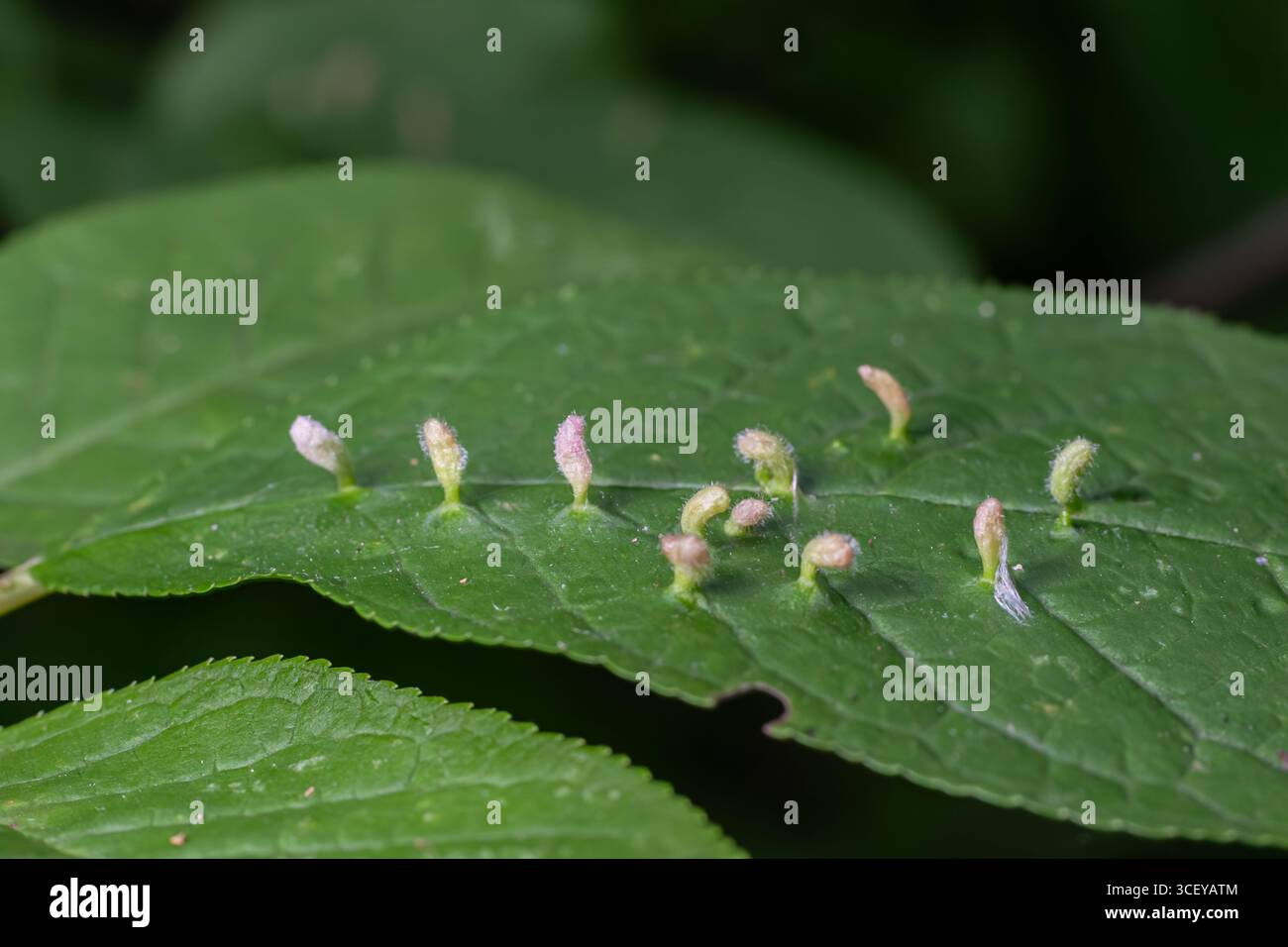 Eriophyes sp. Bildet auf der Oberfläche grüner Blätter markante Erineumgallen, die eine faszinierende Interaktion mit der Wirtspflanze in ihrer natürlichen Habitat zeigen Stockfoto