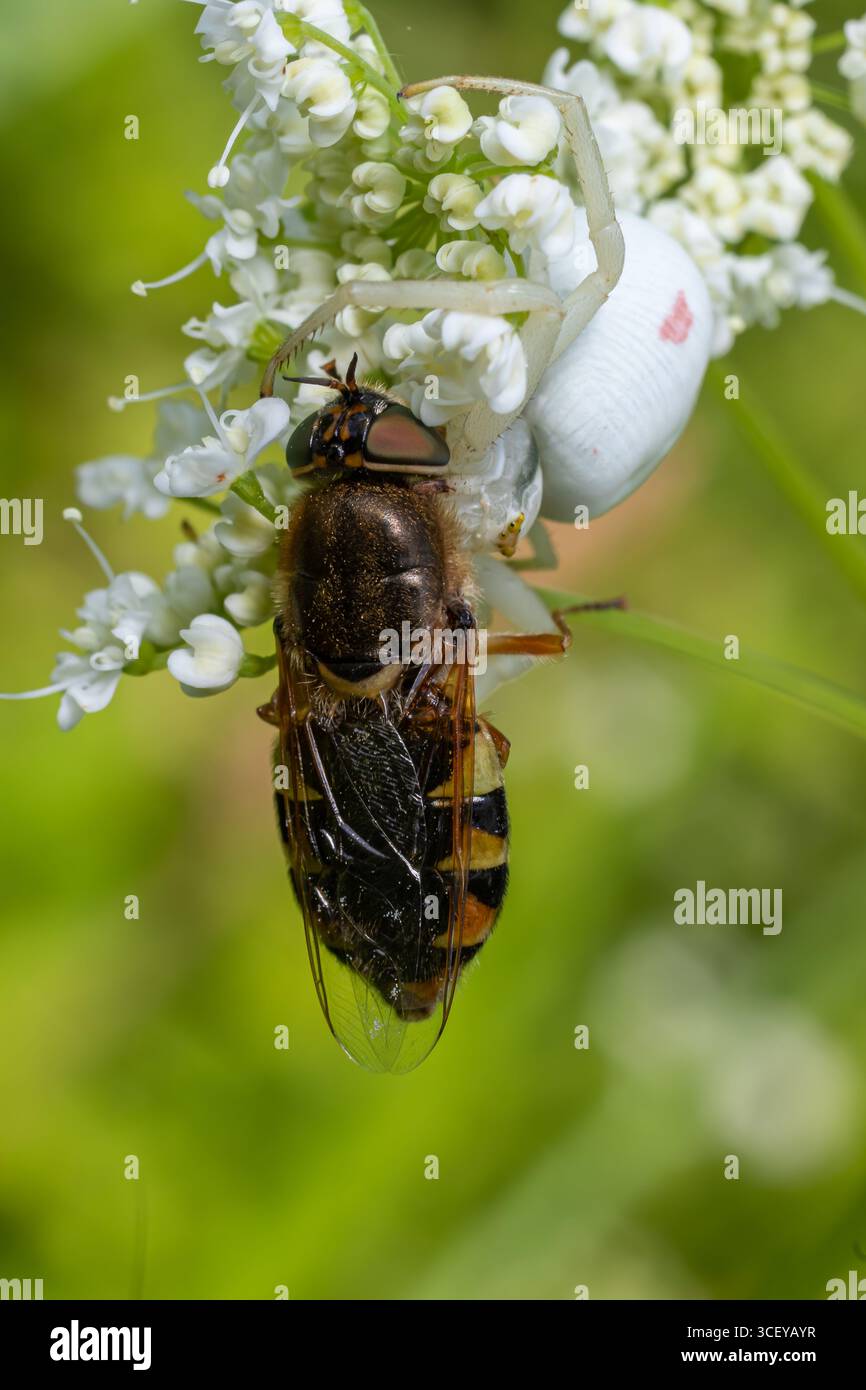 Eine Misumena vatia, auch bekannt als Blumenkrabbenspinne, fängt erfolgreich eine hoverfly ein, die ihr räuberisches Verhalten in einem zarten Gartenfluss zeigt Stockfoto