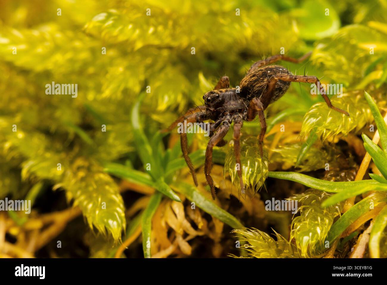 Wolfsspinne, Pardosa-Arten, Monmouthshire, Wales, Vereinigtes Königreich. Stockfoto