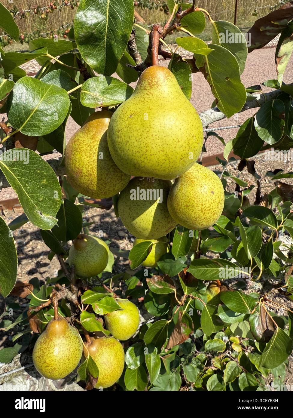 Birnenbäume (Merton Pride). England, Großbritannien. - Smartphone-aufgenommenes Stockfoto
