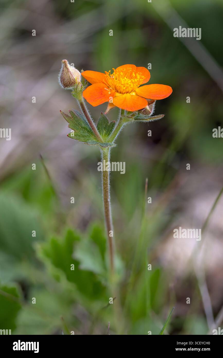 Scharlach Avens, Geum coccineum, Bulgarien. Stockfoto
