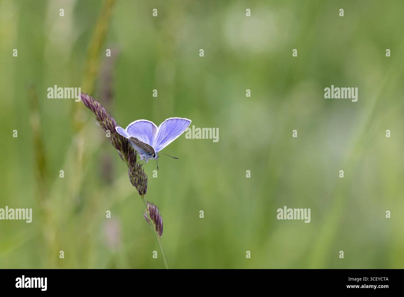 Gemein Blau, Polyommatus icarus, männlich. Bulgarien. Stockfoto