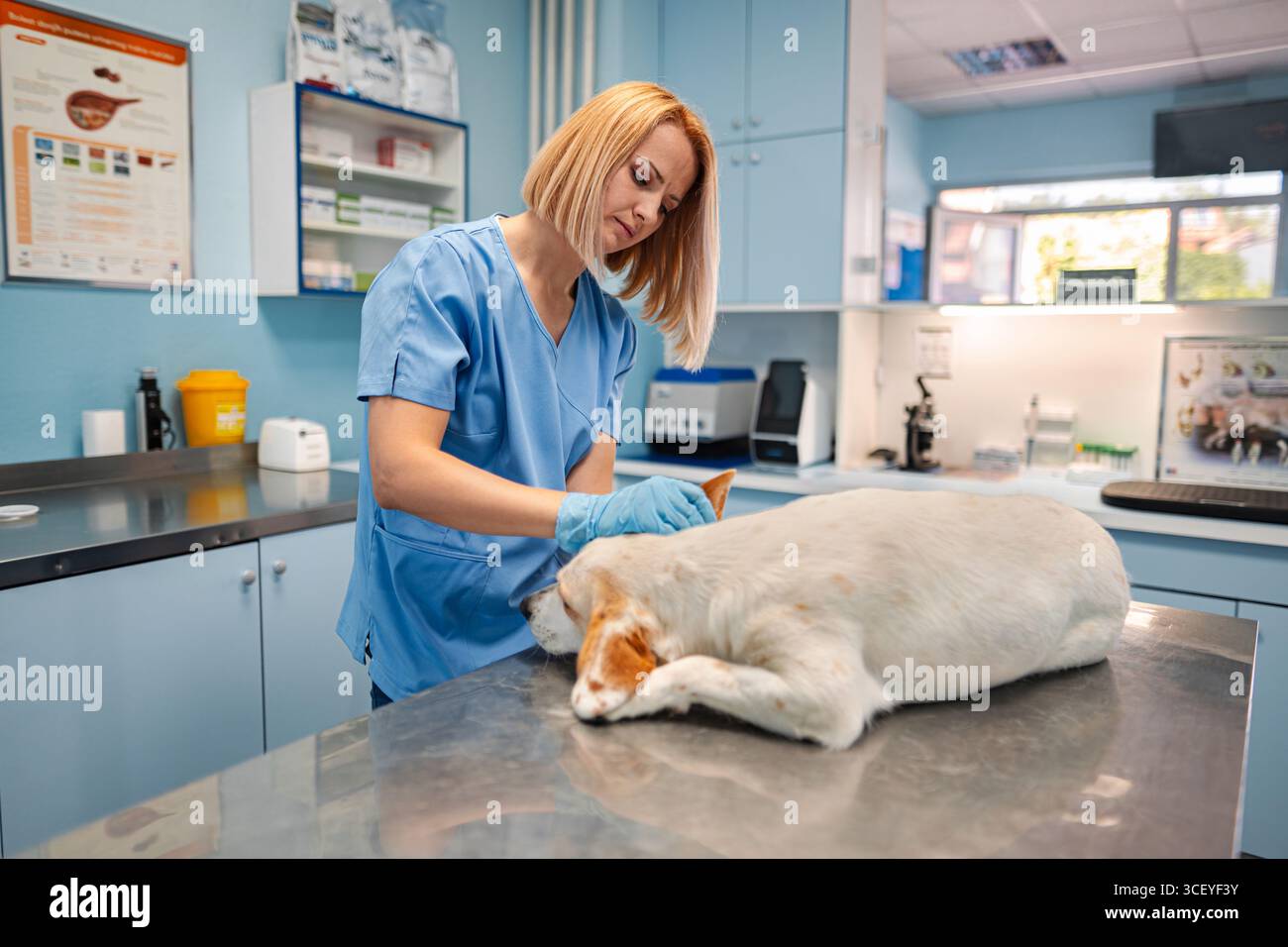 Tierärztliche Betreuung in einer Willkommensklinik für ein liebevolles Haustier Stockfoto