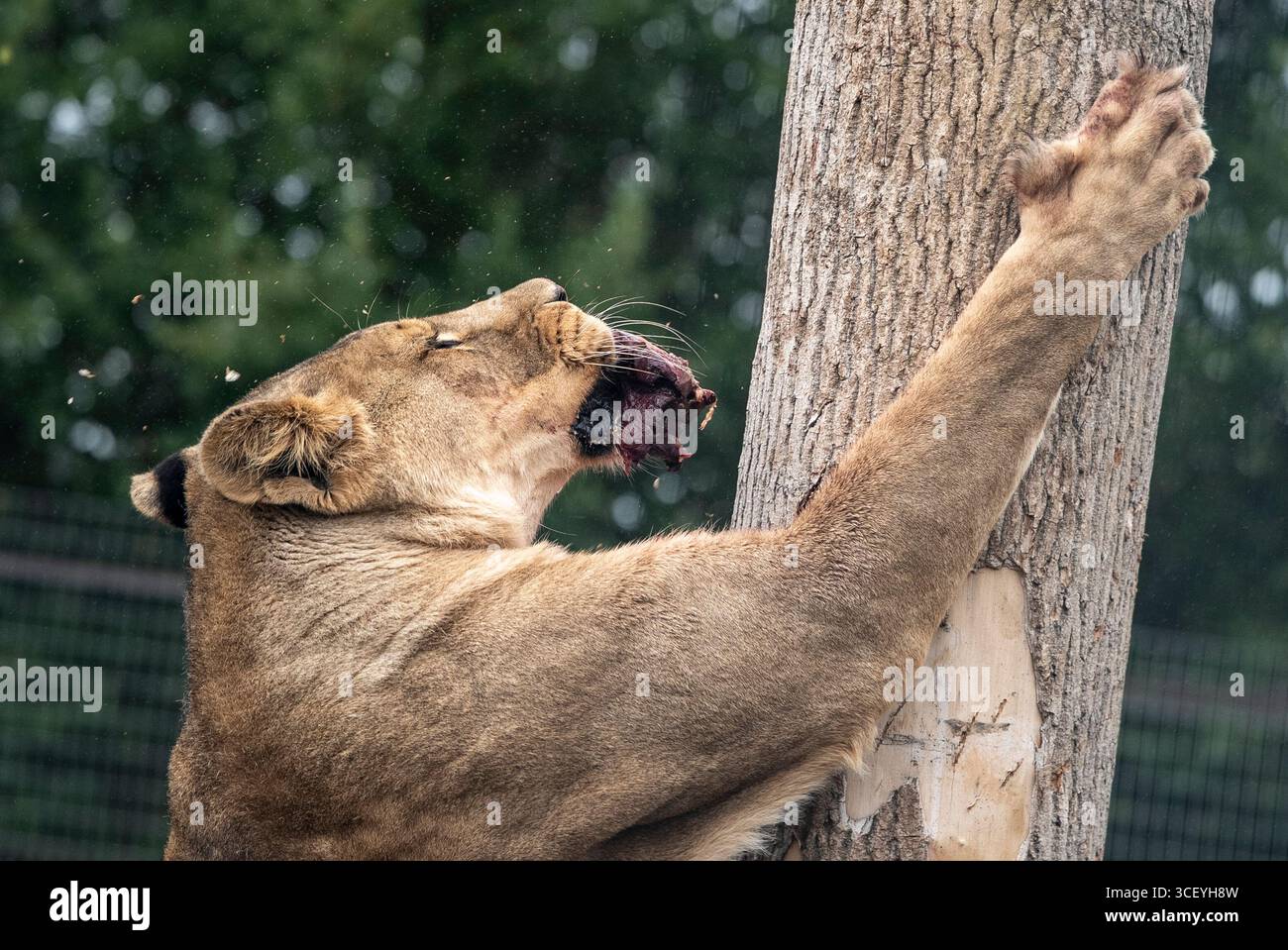 Der afrikanische Löwe Tau feiert seinen siebten Geburtstag mit vielen frischen Fleischgerichten, die an verschiedenen Orten im Rahmen seiner Bereicherung auf der Noah's Ark Zoo Farm in Wraxall, North Somerset, platziert werden. Bilddatum: Mittwoch, 20. August 2025. Stockfoto Der afrikanische Löwe Tau feiert seinen siebten Geburtstag mit vielen frischen Fleischgerichten, die an verschiedenen Orten im Rahmen seiner Bereicherung auf der Noah's Ark Zoo Farm in Wraxall, North Somerset, platziert werden. Bilddatum: Mittwoch, 20. August 2025. Stockfoto