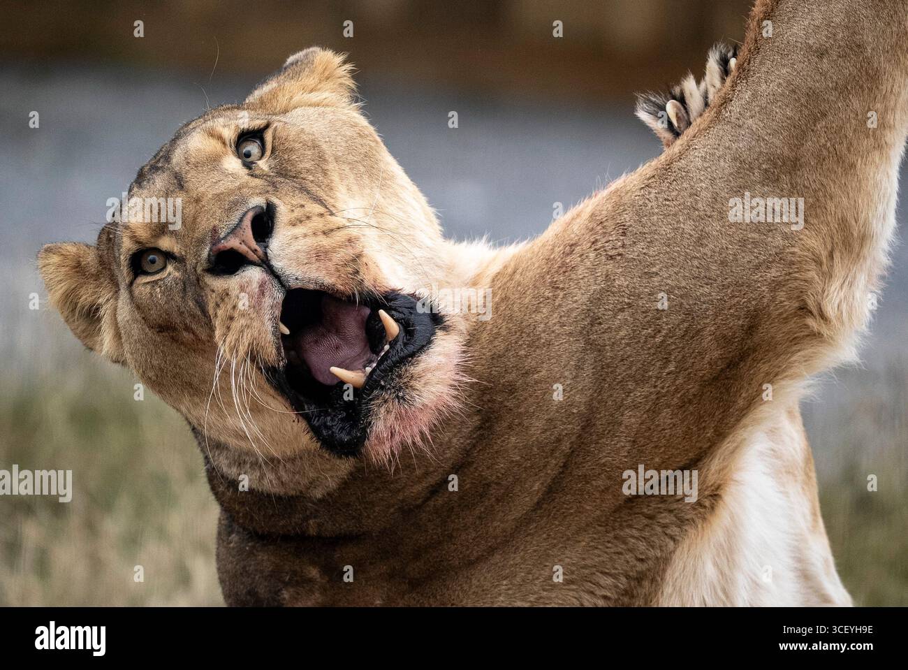 Der afrikanische Löwe Tau feiert seinen siebten Geburtstag mit vielen frischen Fleischgerichten, die an verschiedenen Orten im Rahmen seiner Bereicherung auf der Noah's Ark Zoo Farm in Wraxall, North Somerset, platziert werden. Bilddatum: Mittwoch, 20. August 2025. Stockfoto Der afrikanische Löwe Tau feiert seinen siebten Geburtstag mit vielen frischen Fleischgerichten, die an verschiedenen Orten im Rahmen seiner Bereicherung auf der Noah's Ark Zoo Farm in Wraxall, North Somerset, platziert werden. Bilddatum: Mittwoch, 20. August 2025. Stockfoto