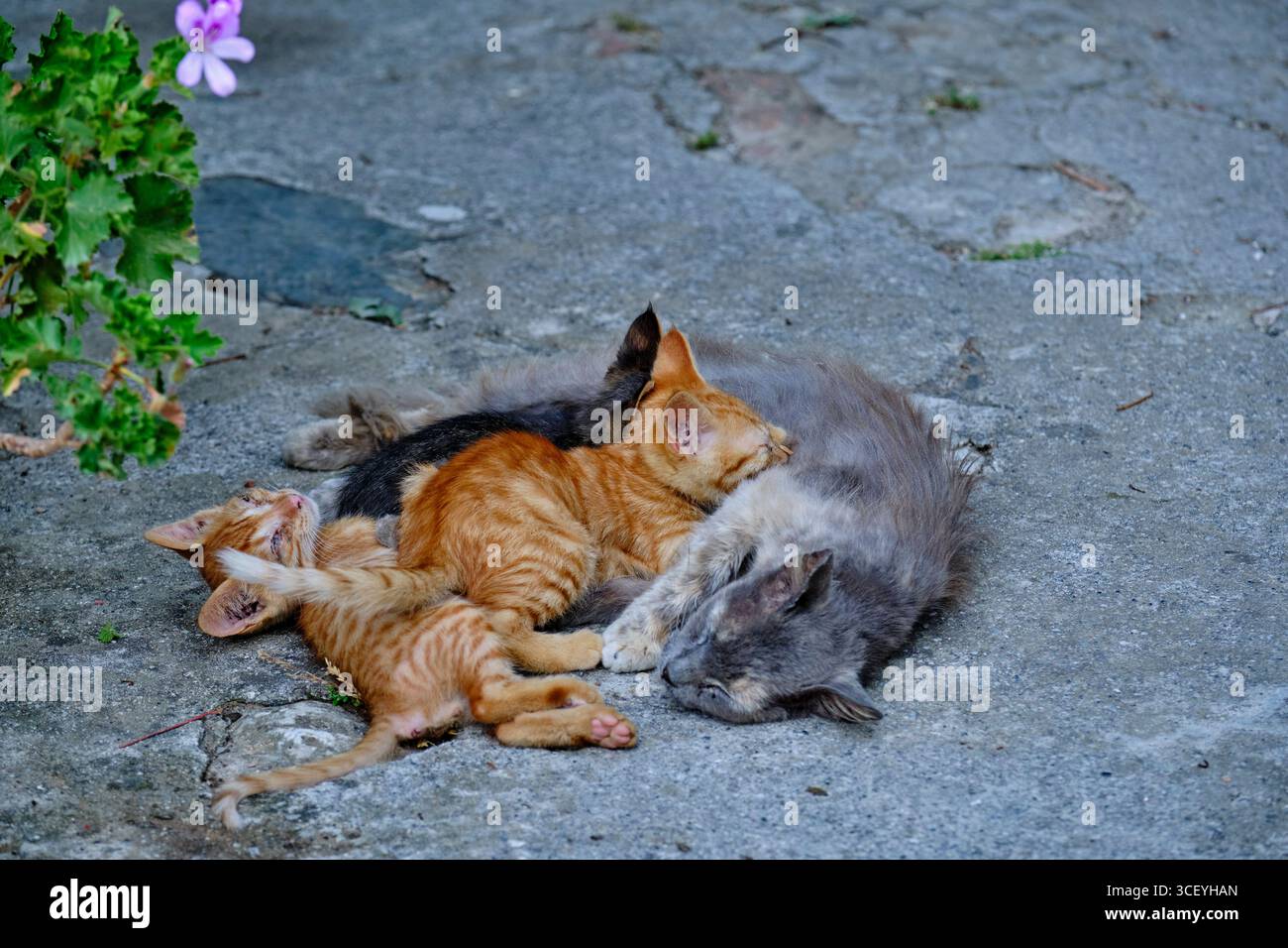 Griechenland, Peloponnes, archäologische Stätte von Mystra, UNESCO-Weltkulturerbe, Klosterkatze Stockfoto