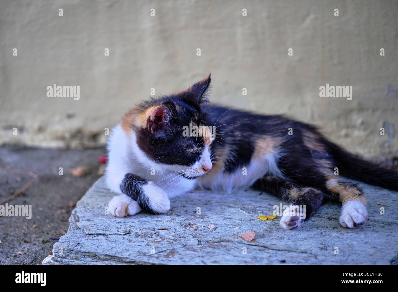Griechenland, Peloponnes, archäologische Stätte von Mystra, UNESCO-Weltkulturerbe, Klosterkatze Stockfoto
