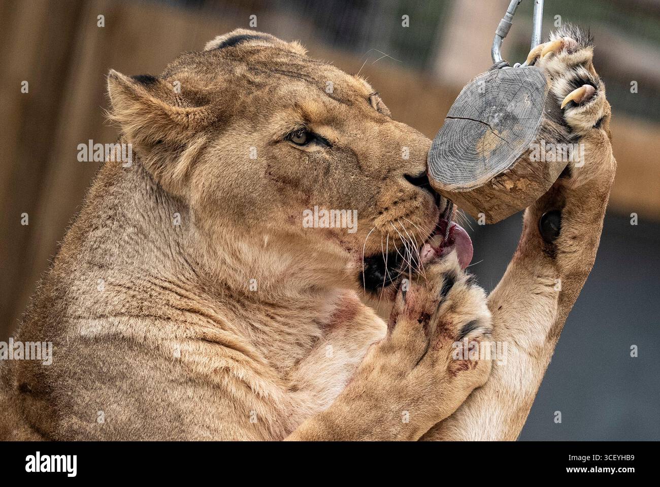 Der afrikanische Löwe Tau feiert seinen siebten Geburtstag mit vielen frischen Fleischgerichten, die an verschiedenen Orten im Rahmen seiner Bereicherung auf der Noah's Ark Zoo Farm in Wraxall, North Somerset, platziert werden. Bilddatum: Mittwoch, 20. August 2025. Stockfoto Der afrikanische Löwe Tau feiert seinen siebten Geburtstag mit vielen frischen Fleischgerichten, die an verschiedenen Orten im Rahmen seiner Bereicherung auf der Noah's Ark Zoo Farm in Wraxall, North Somerset, platziert werden. Bilddatum: Mittwoch, 20. August 2025. Stockfoto