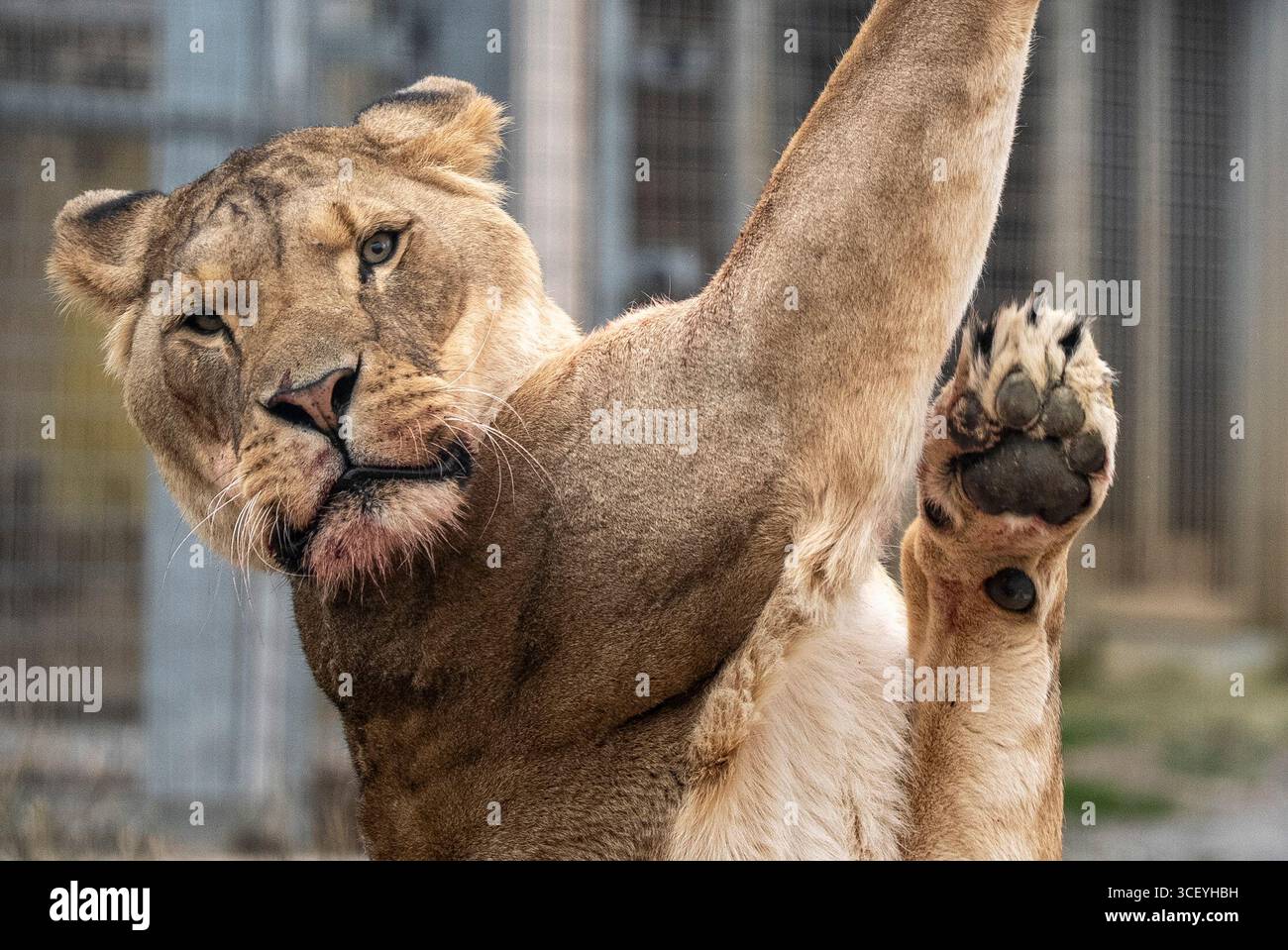 Der afrikanische Löwe Tau feiert seinen siebten Geburtstag mit vielen frischen Fleischgerichten, die an verschiedenen Orten im Rahmen seiner Bereicherung auf der Noah's Ark Zoo Farm in Wraxall, North Somerset, platziert werden. Bilddatum: Mittwoch, 20. August 2025. Stockfoto Der afrikanische Löwe Tau feiert seinen siebten Geburtstag mit vielen frischen Fleischgerichten, die an verschiedenen Orten im Rahmen seiner Bereicherung auf der Noah's Ark Zoo Farm in Wraxall, North Somerset, platziert werden. Bilddatum: Mittwoch, 20. August 2025. Stockfoto