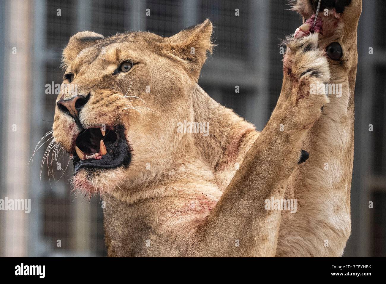 Der afrikanische Löwe Tau feiert seinen siebten Geburtstag mit vielen frischen Fleischgerichten, die an verschiedenen Orten im Rahmen seiner Bereicherung auf der Noah's Ark Zoo Farm in Wraxall, North Somerset, platziert werden. Bilddatum: Mittwoch, 20. August 2025. Stockfoto Der afrikanische Löwe Tau feiert seinen siebten Geburtstag mit vielen frischen Fleischgerichten, die an verschiedenen Orten im Rahmen seiner Bereicherung auf der Noah's Ark Zoo Farm in Wraxall, North Somerset, platziert werden. Bilddatum: Mittwoch, 20. August 2025. Stockfoto