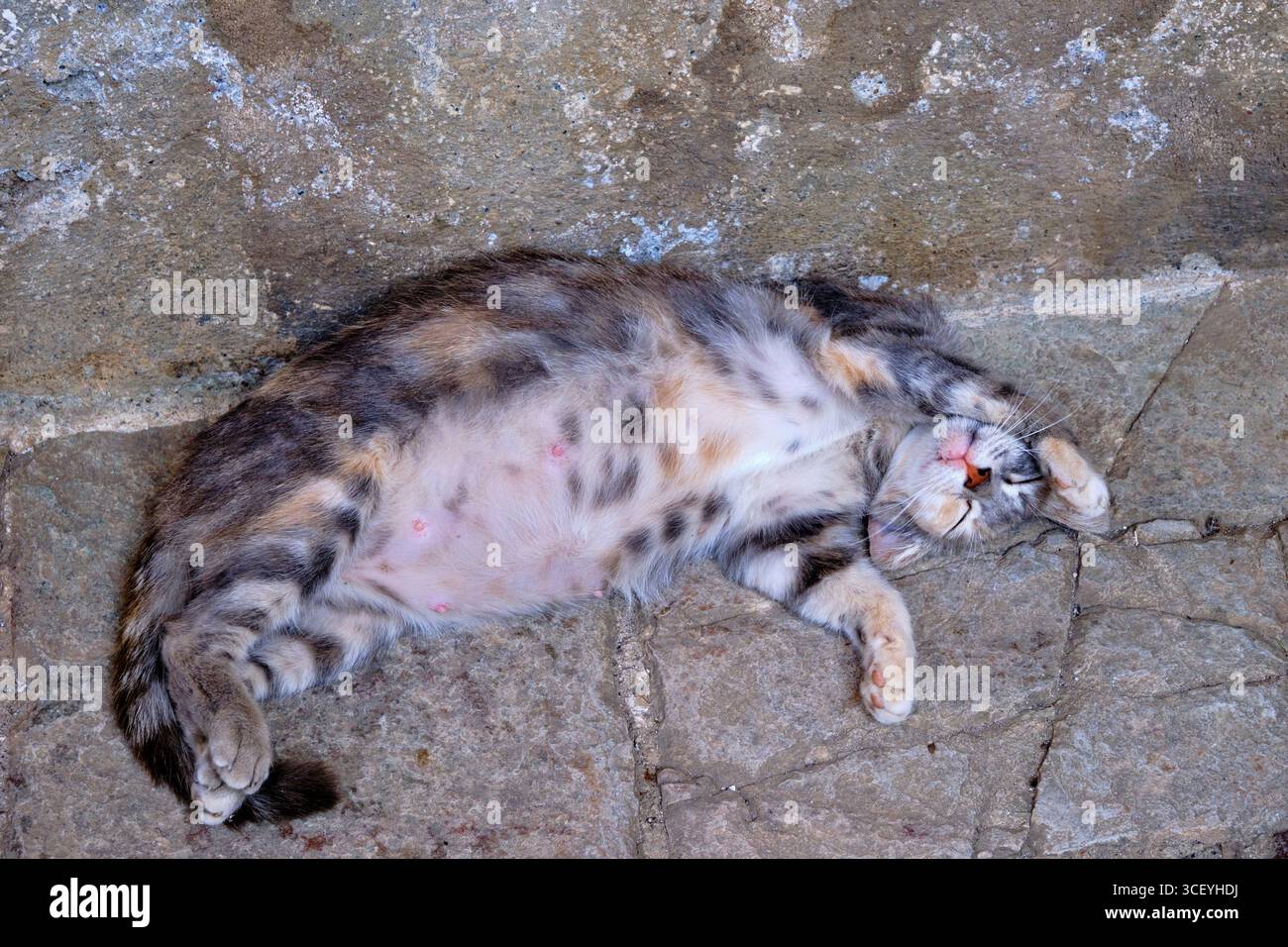 Griechenland, Peloponnes, archäologische Stätte von Mystra, UNESCO-Weltkulturerbe, Klosterkatze Stockfoto