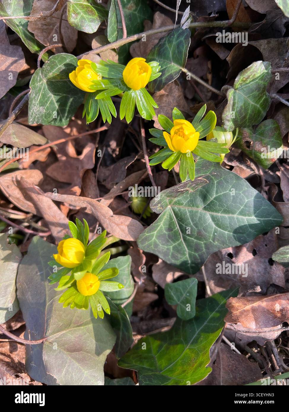 Frühe gelbe Blüten wachsen im botanischen Wintergarten durch alte Blätter, Weihnachten in Ungarn - Smartphone-aufgenommenes Stockfoto