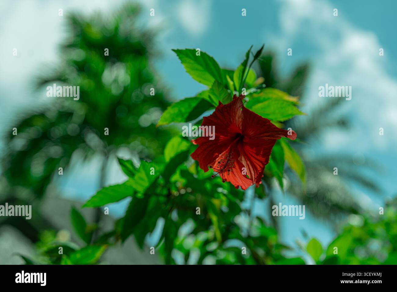 Minimale Nahaufnahme einer leuchtenden roten Blume mit Himmelshintergrund. Modernes tropisches Design. Stockfoto