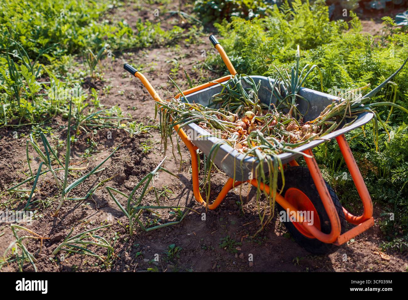Zwiebelernte. Schubkarre voll mit Reifen Bio-Zwiebeln. Herbstliches Gemüsesammeln. Erntegut auf landwirtschaftlichem Feld fallen lassen. Leerraum Stockfoto