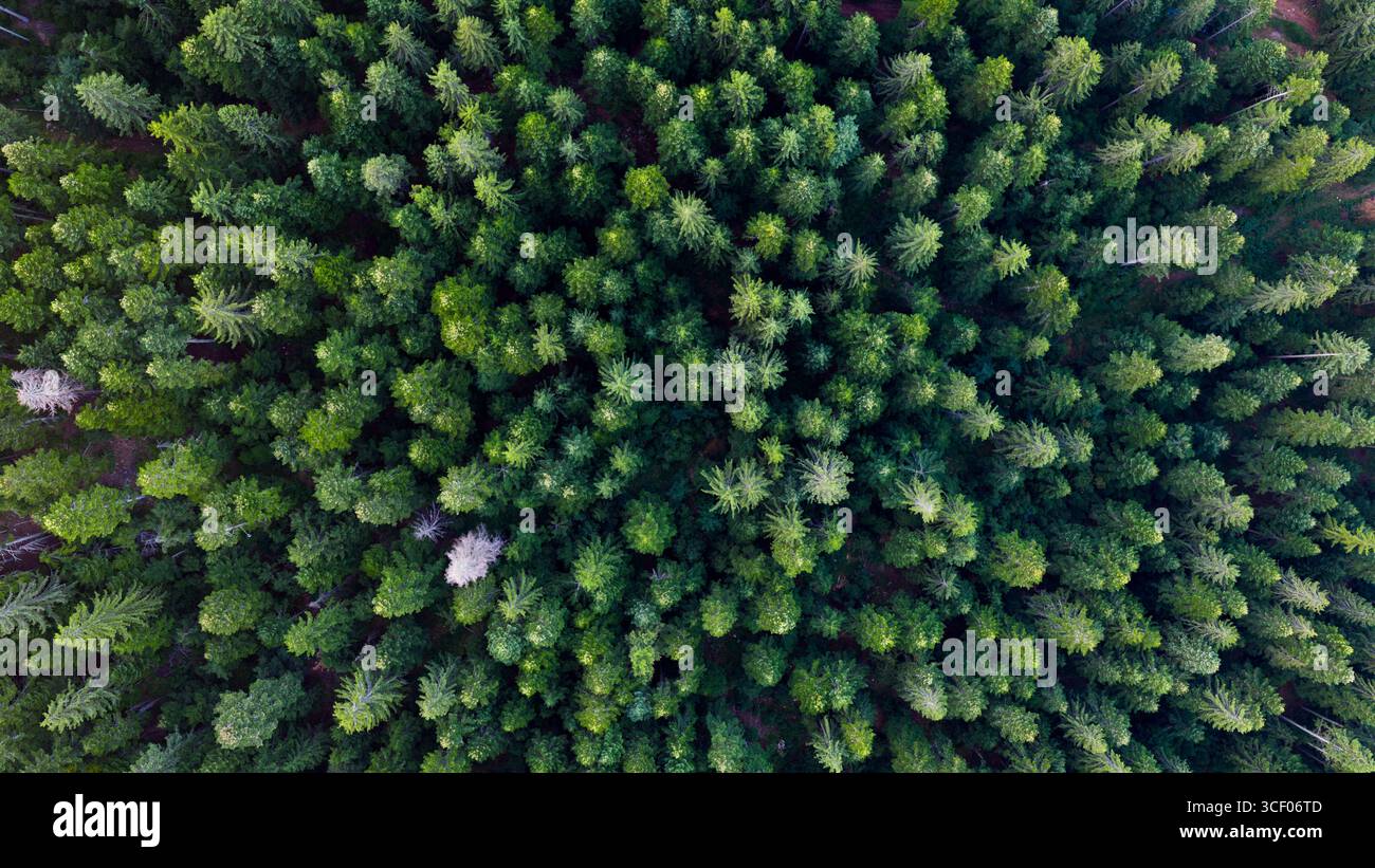 Das dichte immergrüne Baldachin offenbart perfekte organische Symmetrie und die stille Struktur unberührter Waldleben Stockfoto