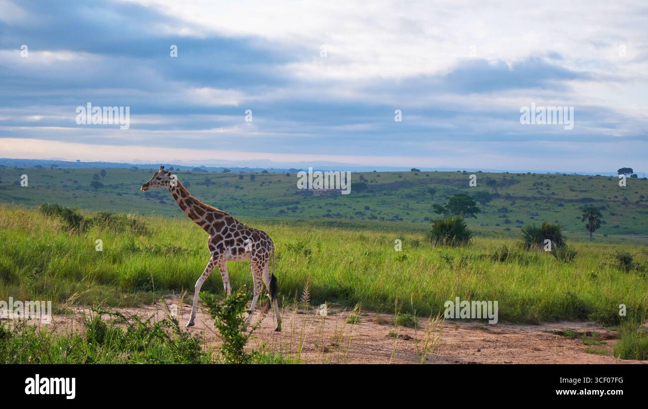 Eine Rothschild-Giraffe zieht durch die grüne Savanne des Murchison Falls National Park unter einem dramatisch bewölkten Himmel. Stockfoto