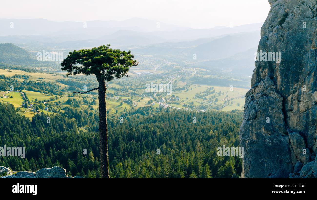 Einsame Kiefer an einer Klippe mit Blick auf ein üppiges Tal und endlose bewaldete Hügel, unter sanftem Morgenlicht Stockfoto
