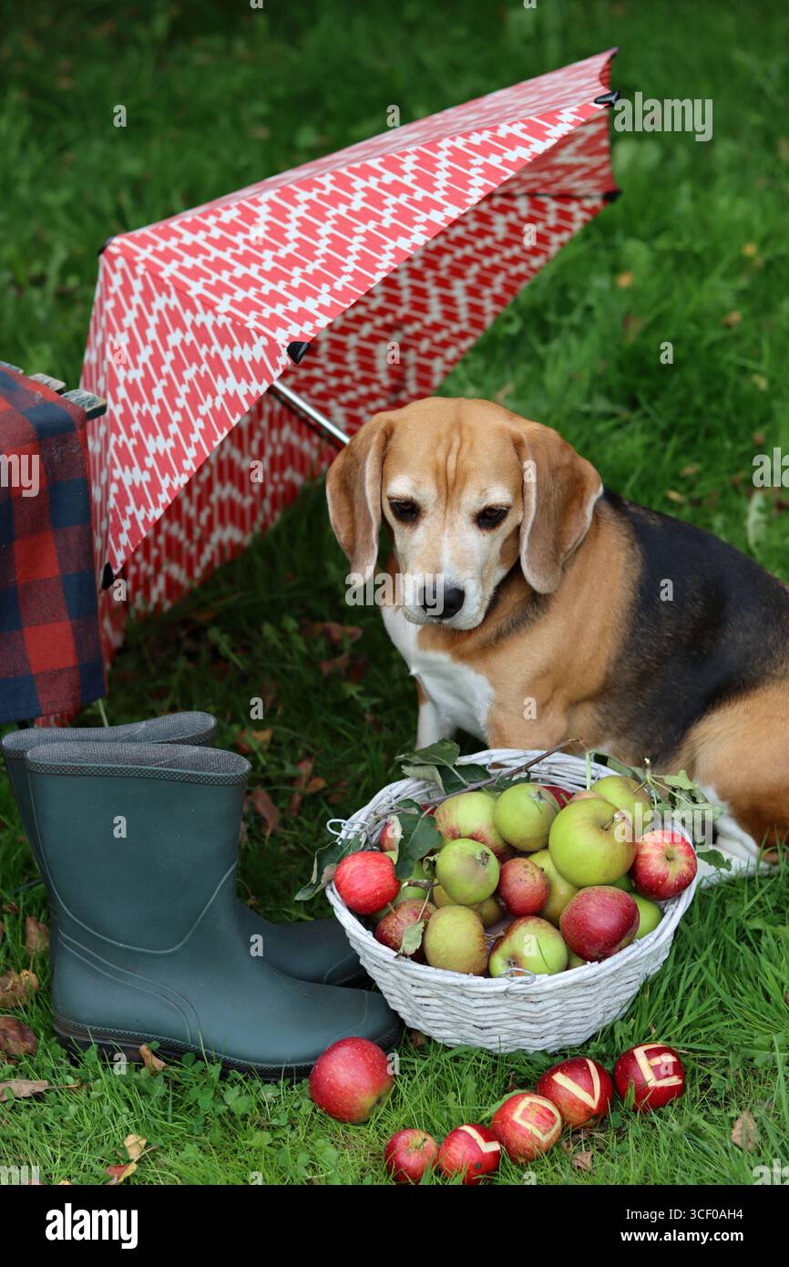 Beagle-Hund mit rotem Regenschirm auf grünem Gras im Park, Haustierfoto im Freien Stockfoto