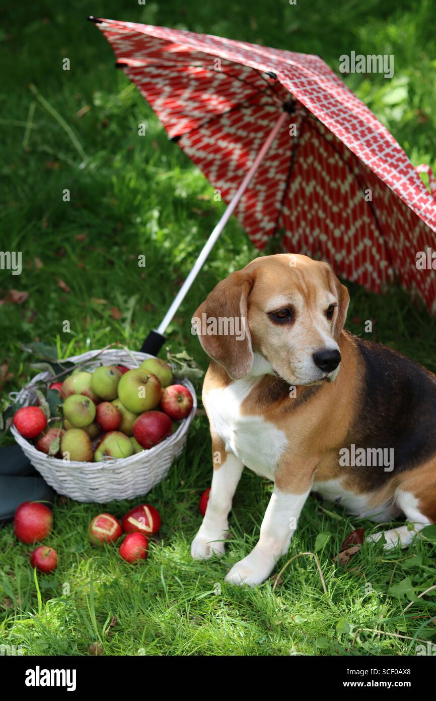 Beagle-Hund mit rotem Regenschirm auf grünem Gras im Park, Haustierfoto im Freien Stockfoto