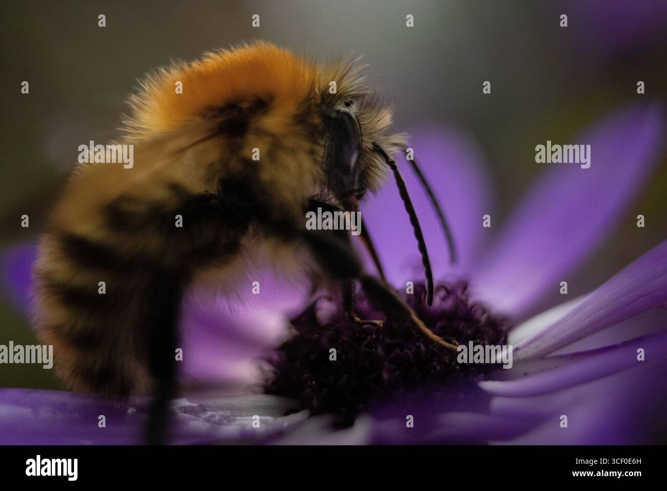 Hummel sammelt Pollen auf einer Gartenblume – Makrofoto. Ein detailliertes Makro einer Hummel, die auf einer Sommerblüte auf der Suche ist, aufgenommen in natürlichem Licht Stockfoto