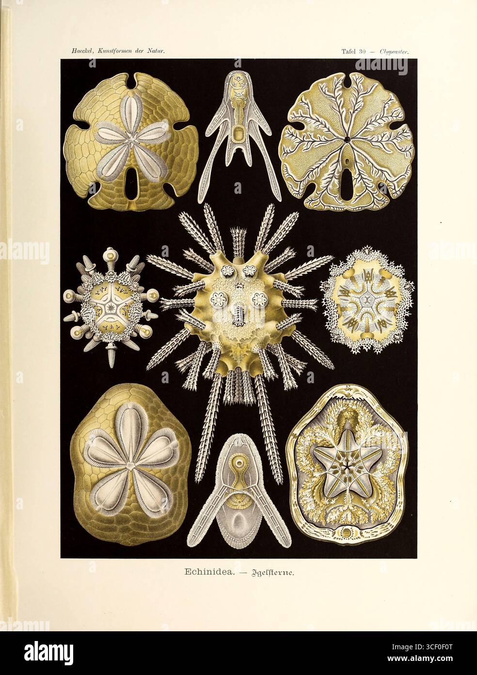 Die Camarodonta sind eine Ordnung von kugelförmigen Seeigeln der Klasse Echinoidea. Die Fossilien zeigen, dass es seit der Unterkreidezeit Kamarodonten gibt. Veröffentlicht in Kunstformen der Natur (V1 1904) mit Originalkunstwerken des deutschen Biologen Ernst Haeckel (1834-1919). Ernst Haeckel stellt sein Werk vor und betont das Zusammenspiel von Wissenschaft und Kunst. Er möchte die komplizierte Schönheit der natürlichen Formen durch detaillierte Illustrationen präsentieren und so eine tiefere Wertschätzung für die Natur fördern. Das Vorwort bildet die Grundlage für eine wissenschaftliche und künstlerische Auseinandersetzung Stockfoto
