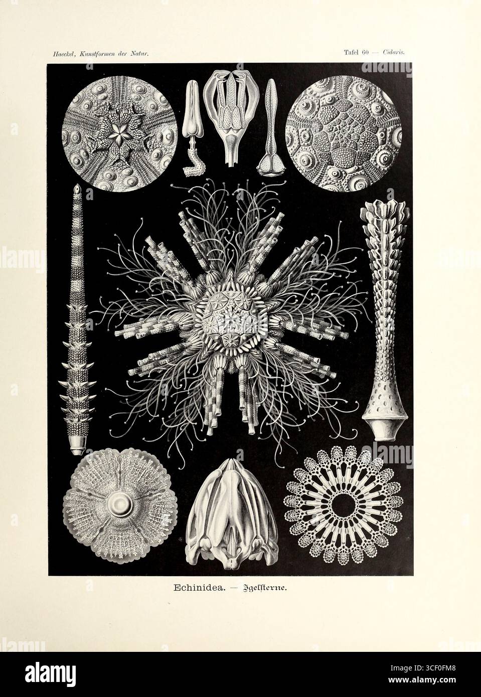 Die Camarodonta sind eine Ordnung von kugelförmigen Seeigeln der Klasse Echinoidea. Der Fossilienbestand zeigt, dass es seit der Unterkreide Camarodonten gibt, die in Kunstformen der Natur (V2 1904) mit Originalkunstwerken des deutschen Biologen Ernst Haeckel (1834–1919) veröffentlicht wurden. Ernst Haeckel stellt sein Werk vor und betont das Zusammenspiel von Wissenschaft und Kunst. Er möchte die komplizierte Schönheit der natürlichen Formen durch detaillierte Illustrationen präsentieren und so eine tiefere Wertschätzung für die Natur fördern. Das Vorwort stellt die Bühne für eine wissenschaftliche und künstlerische Auseinandersetzung dar Stockfoto